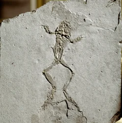 Forhistorie: frøfossil fra Pueyoi da Tervel-stedet i Spanien. miocæn æra. Civic Museum of Natural History, Milano