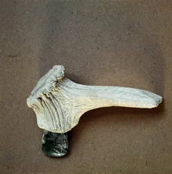 Forhistorie: grøn stenøkse med hjortehornskaft fra hulen Pollera (Finale Ligure), Ligurien. Mellemneolitikum, stenalder. Gener, museo di archeologia ligure