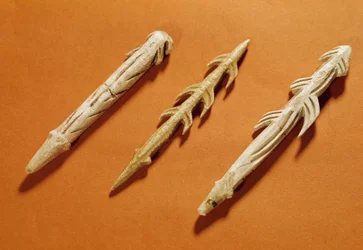 Forhistorie: harpuner af rensdyrgevir anvendt til fiskeri. Fremstillet i Magdalénien-perioden. 17000-11000 f.Kr. Saint-Germain-en-Laye, Museet for Nationalarkæologi.
