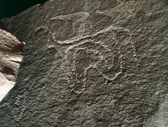 Forhistorie, klippekunst: en seriøs klippe af repræsentationen af et kvæg. Tazina stil. Stenalder 5000-2000 f.Kr. Taghit, Haut plateau du Hoggar (Ahaggar), Algeriet