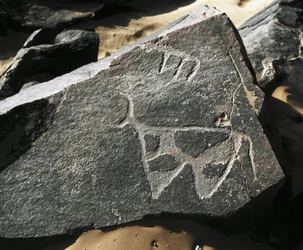 Forhistorie, klippekunst: en seriøs klippe af repræsentationen af et kvæg. Tazina stil. Stenalder 5000-2000 f.Kr. Taghit, Haut plateau du Hoggar (Ahaggar), Algeriet
