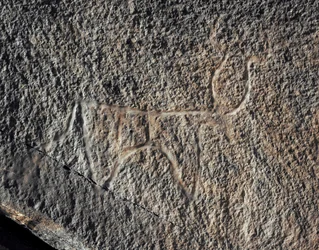 Forhistorie, klippekunst: en seriøs klippe af repræsentationen af et kvæg. Tazina stil. Stenalder 5000-2000 f.Kr. Taghit, Haut plateau du Hoggar (Ahaggar), Algeriet