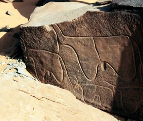 Forhistorie, klippekunst: gravsten af repræsentationen af kvæg. Tazina stil. Stenalder 5000-2000 f.Kr. Taghit, Haut plateau du Hoggar (Ahaggar), Algeriet