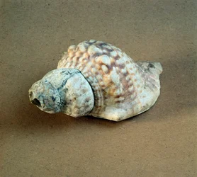 Forhistorie: skal af Triton nodifer gennemboret, brugt som en fløjte fra Necropole of Arene Candide (Finale Liguria), Liguria. Mellemneolitikum, stenalder. Gener, museo di archeologia ligure