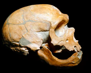 Forhistorie: kraniet af manden fra kapellet til de hellige, mand fra neandertaler (neandertaler eller neandertaler: Homo sapiens), palæolitikum. Genforenet i Correze i 1908. Museum Civico di Storia Naturale, Milano - Forhistorie: Menneskeskalle fra la