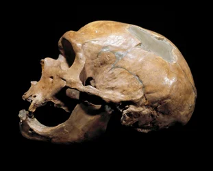 Forhistorie: kraniet af manden fra kapellet til de hellige, mand fra neandertaler (neandertaler eller neandertaler: Homo sapiens), palæolitikum. Genforenet i Correze i 1908. Museum Civico di Storia Naturale, Milano - Forhistorie: Menneskeskalle fra la