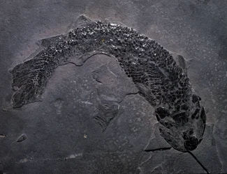 Forhistorie: arter af fossil Gyroptichus, palæozoikum, devonperiode. fundet i Skotland.