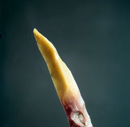 Forhistorie: spids af flint fra Necropole of Arene Candide (Finale Liguria), Liguria. Øvre palæolitikum, stenalder. Genes, ligurisk arkæologisk museum
