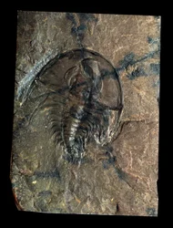 Forhistorie: trilobit Olenellus fossil (leddyr). Palæozoikums tid, kambriums periode. Find i Utah, USA