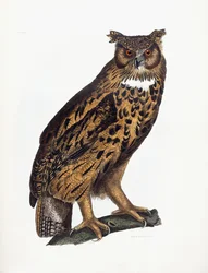 Stor øreugle