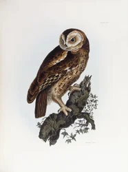 Tawny Owl, 1841