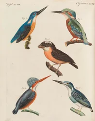 Børnebilledbog Børneleksikon af Friedrich Johann Justin Bertuch, 1798-1830.