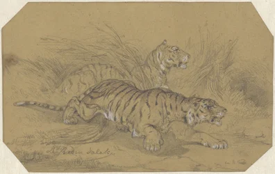 To tigre, der sniger sig gennem græsset