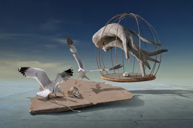 Måger undslipper surrealistisk bur