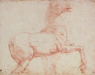 Undersøgelse for marmorhest af Quirinal (rødt kridt på papir)