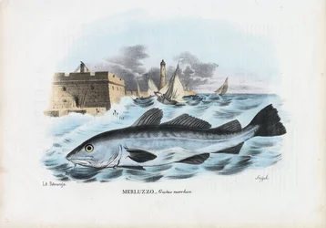 Atlantic Cod, 1863-79