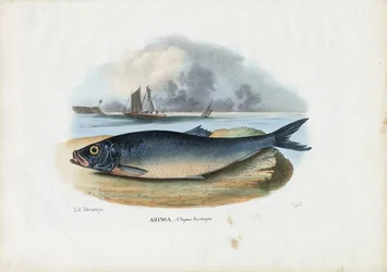 Atlanterhavssild, 1863-79