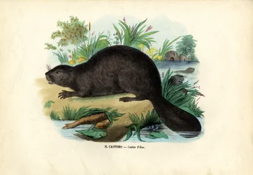 Bæver