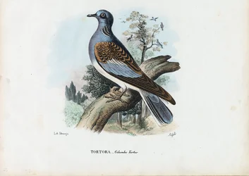 Europæisk turteldue, 1863-79