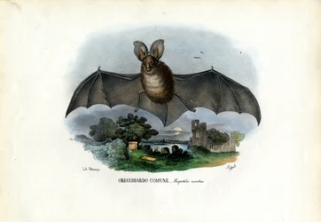 Grå langøret flagermus, 1863-79