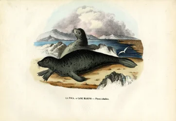 Spættet sæl, 1863-79