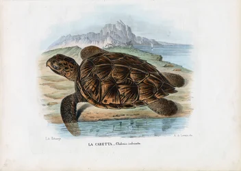 Hawksbill havskildpadde, 1863-79