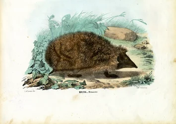 Pindsvin, 1863-79