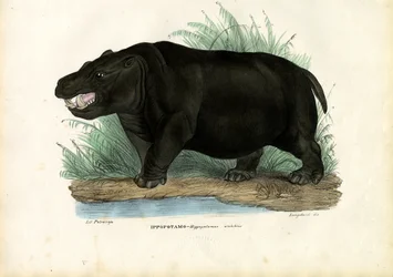 Flodhest, 1863-79