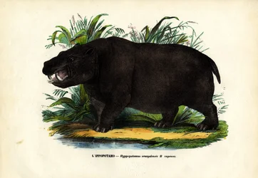 Flodhest, 1863-79
