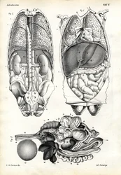 Tarme, 1863-79