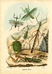 Bladinsekt, 1863-79