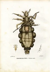 Lus, 1863-79