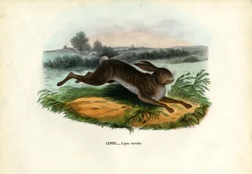 Bjerghare, 1863-79