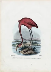 Rosenrød, 1863-79