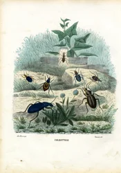 Tiger og jordbiller, 1863-79