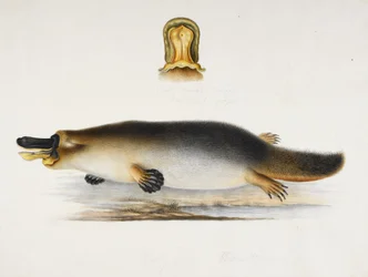 Et andnæbbet næbdyr ved en pool, med en detalje af dens næb, ca. 1820