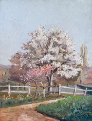 Kirsebærblomster, ca. 1930