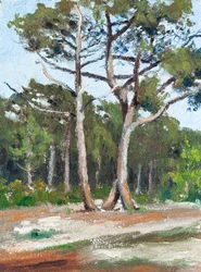 Fyrretræer, Bassin d