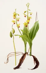 Calanthe tricarinata (olie på papir)