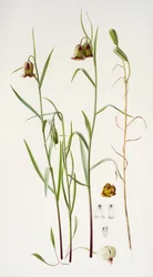 Fritillaria