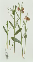 Fritillaria Hermonis Amana