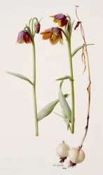 Fritillaria daviesii