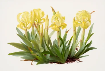 Iris lutescens (olie på papir)