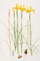 Iris spuria, 2002 (olie på papir)