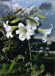 Lilium Emerald, ca. 1959 (olie på plade)