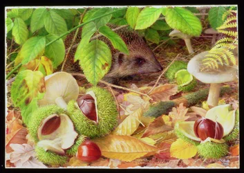 På skovbunden i oktober