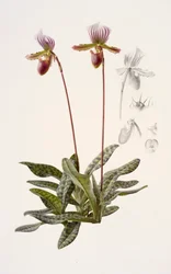 Paphiopedilum barbatum (olie på papir)