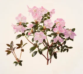 Rhododendron moupinense pink-flowered (olie på papir)