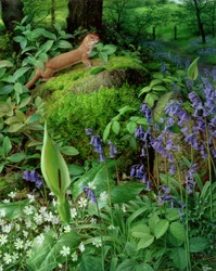 Væsel med forårsblomster