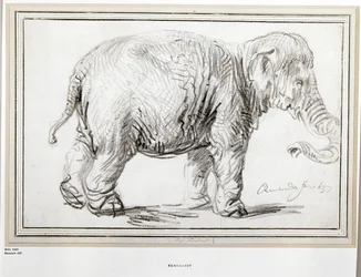 Elefant. Sort kridt (sort kridt)